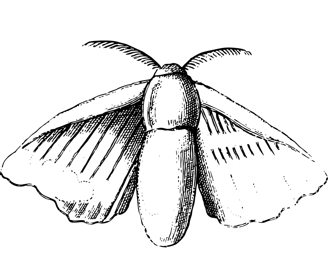 Illustration représentant un papillon de nuit